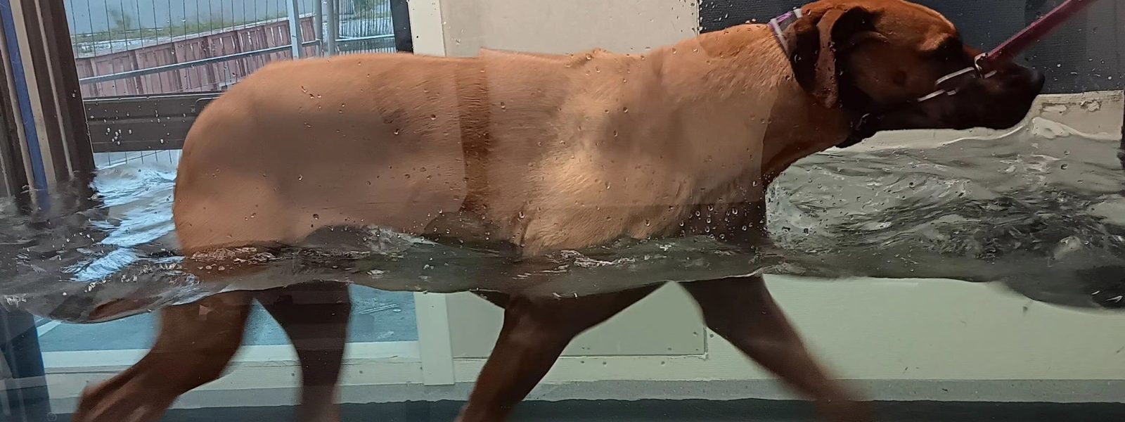 Hund i basseng_kroppet